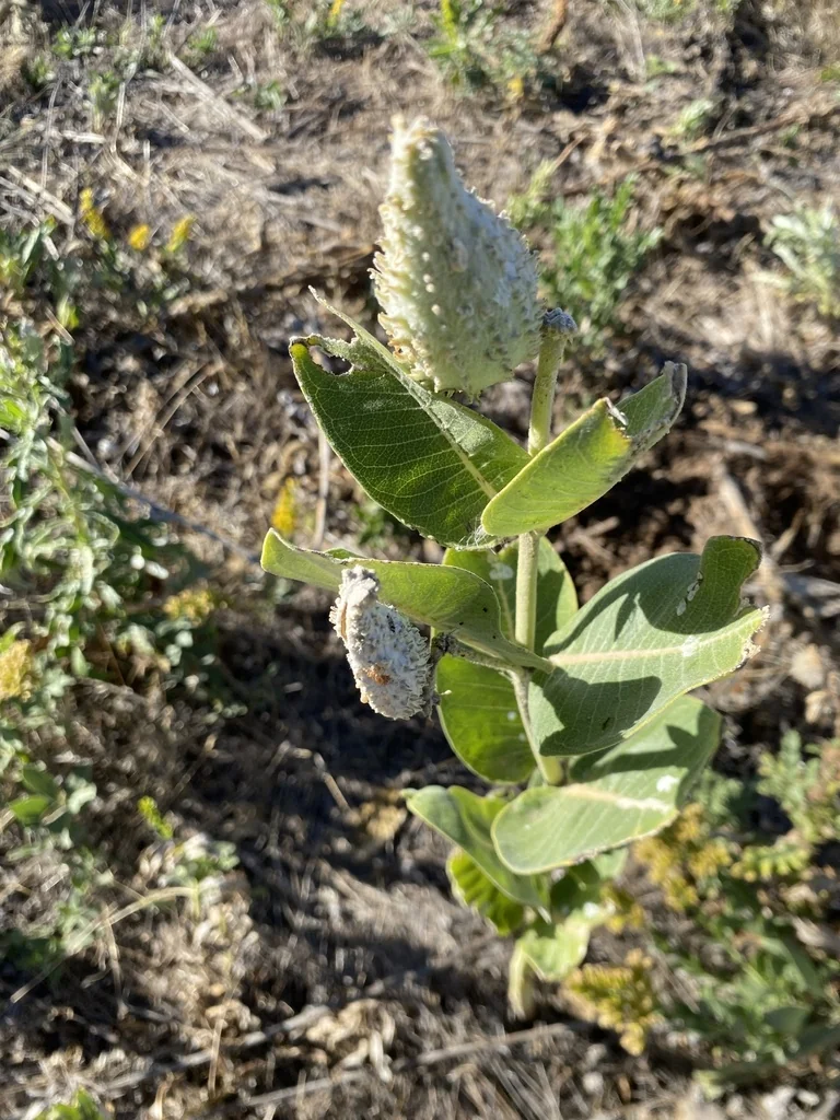 Asclepias Speciosa