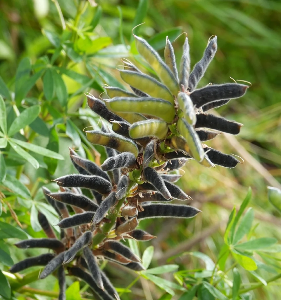 Lupinus Polyphyllus
