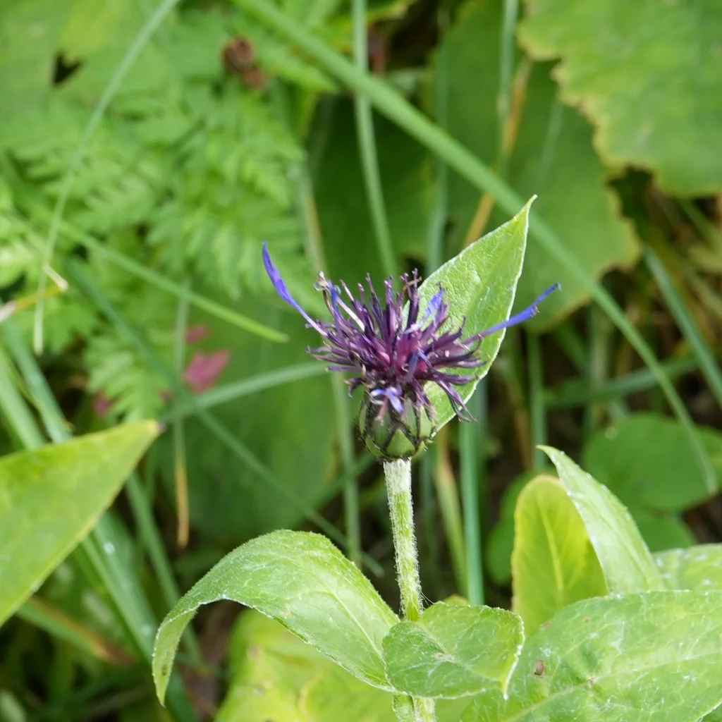 Centaurea Montana