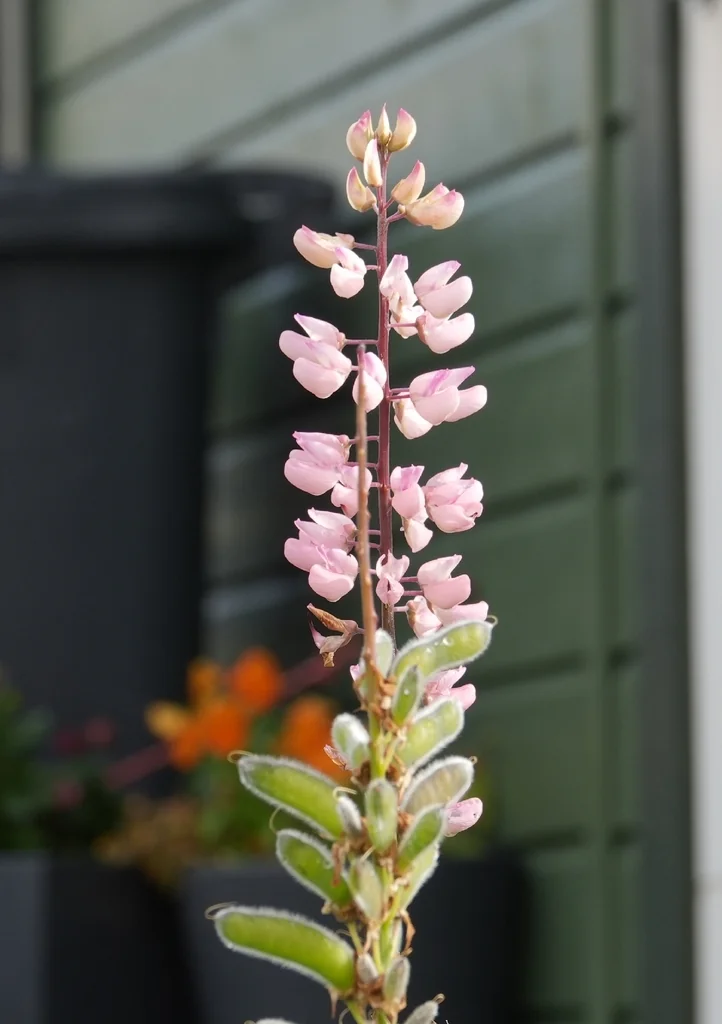 Lupinus Polyphyllus