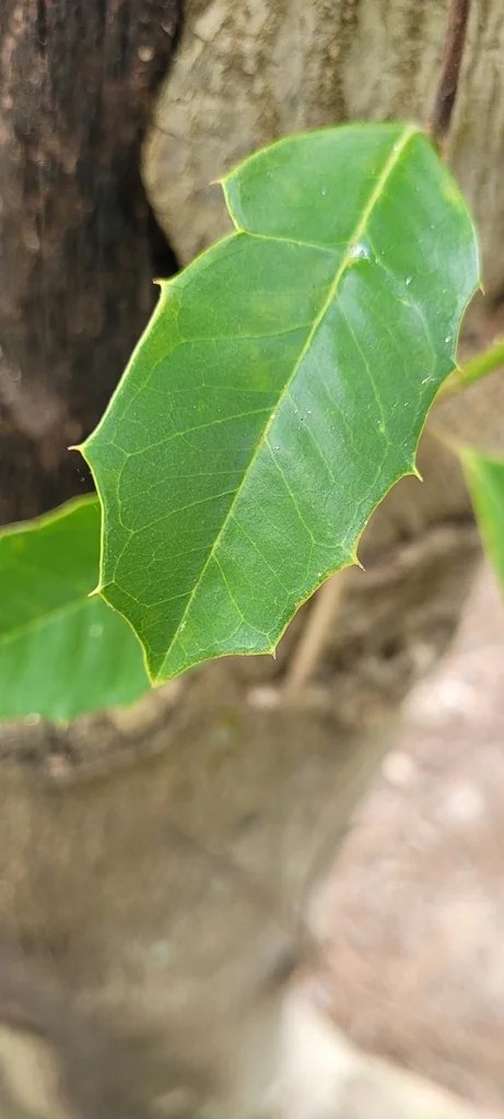 Ilex Opaca
