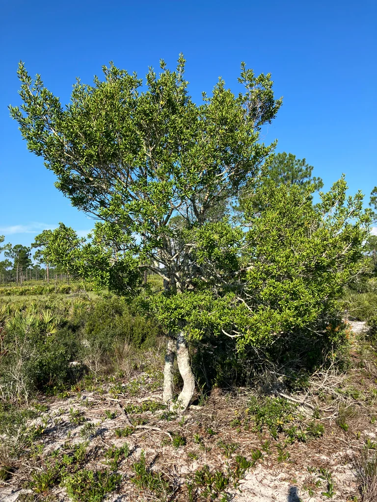 Ilex Opaca
