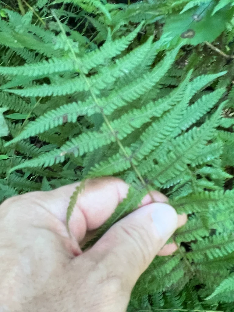 Thelypteris Noveboracensis