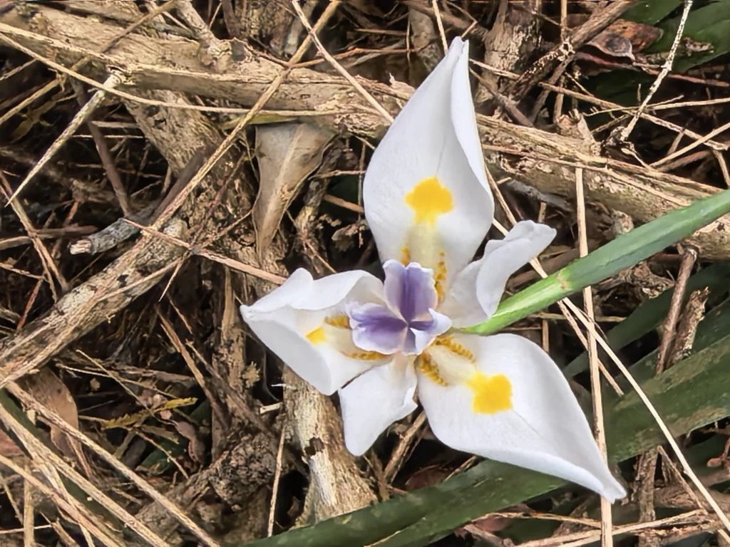 Dietes Iridioides