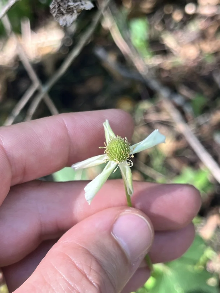 Anemone Virginiana