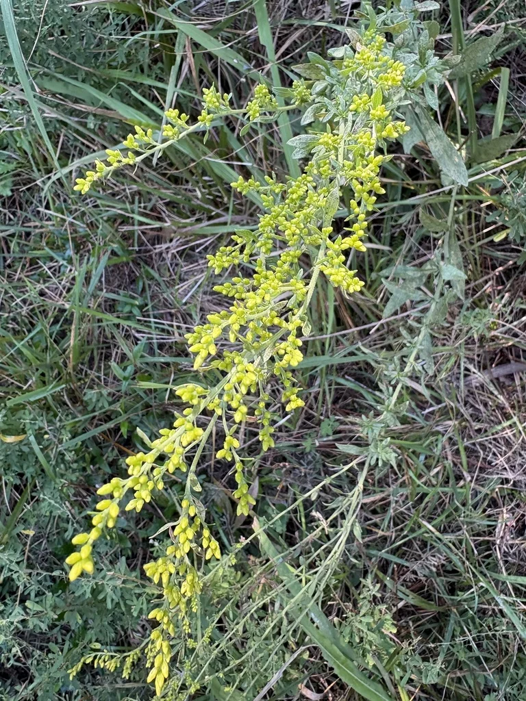 Solidago Nemoralis