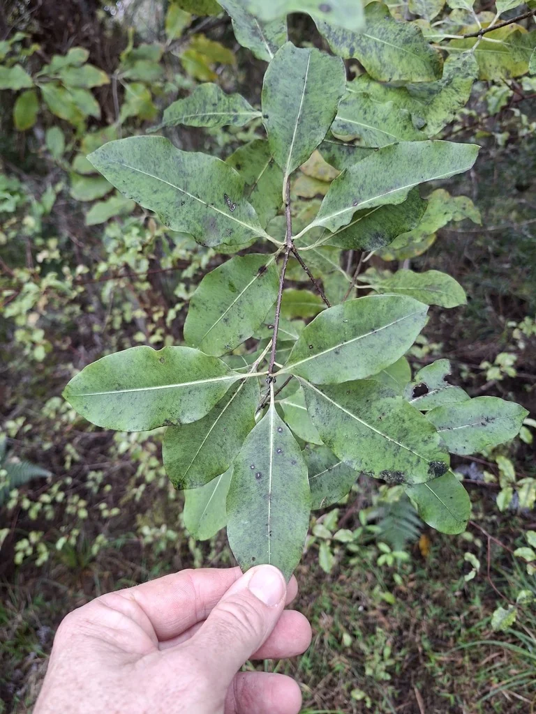 Pittosporum Eugenioides