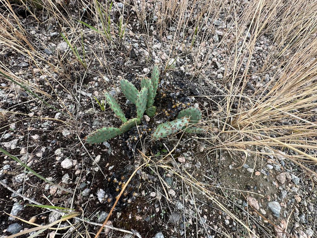 Opuntia Humifusa