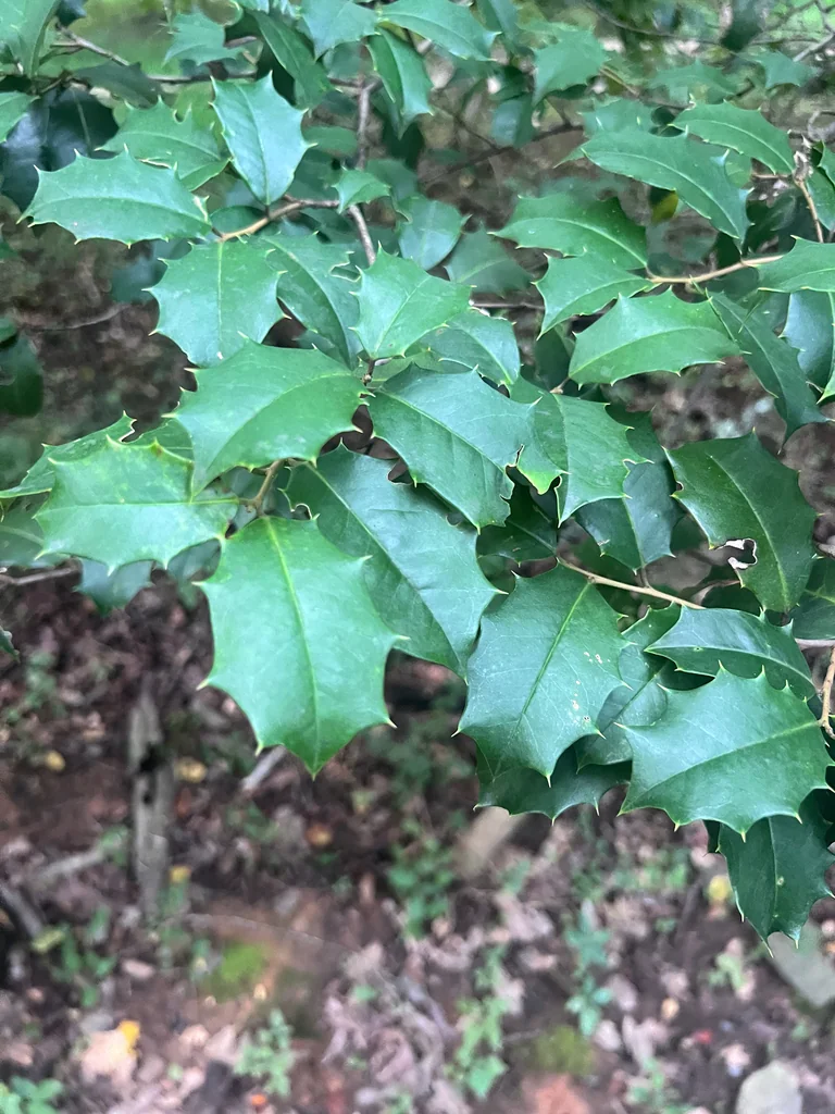 Ilex Opaca
