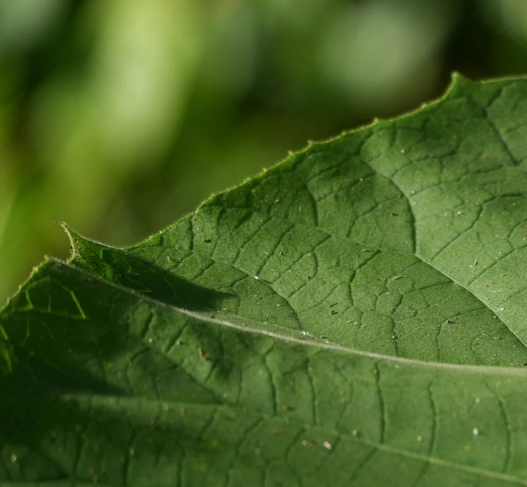 Paulownia Tomentosa