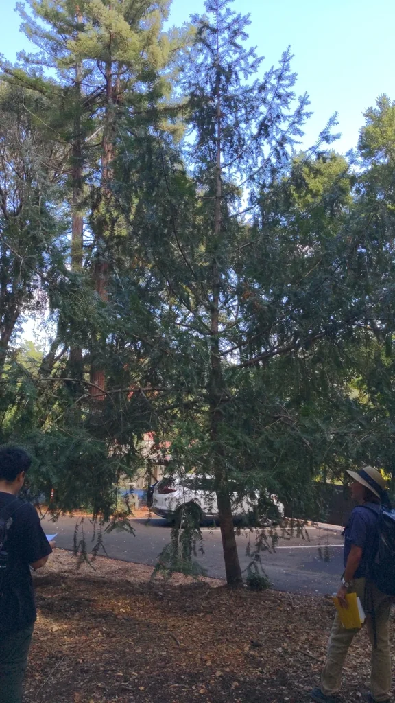 Torreya Californica