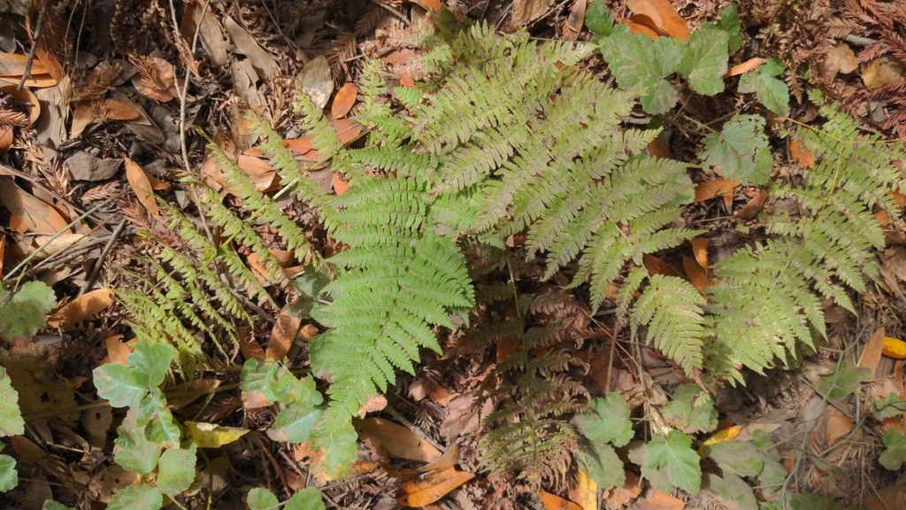 Dryopteris arguta