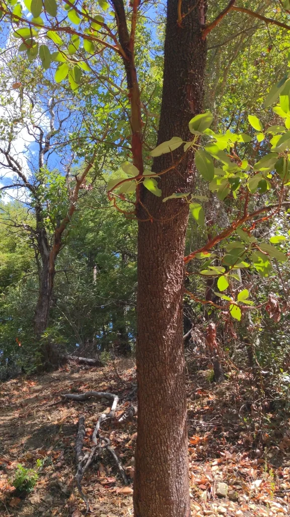 Arbutus Menziesii