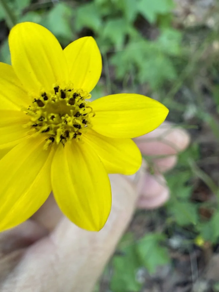Coreopsis verticillata