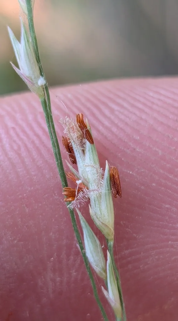 Panicum virgatum