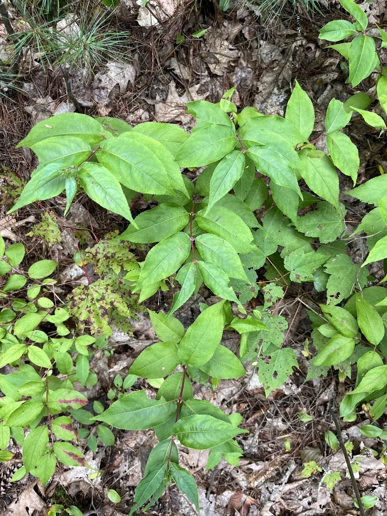 Diervilla Lonicera