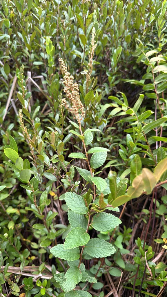 Spiraea Tomentosa