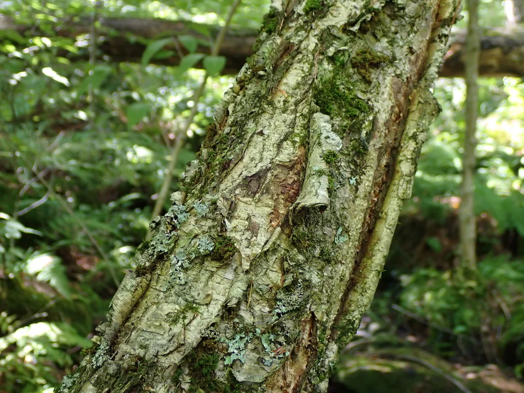 Betula Alleghaniensis
