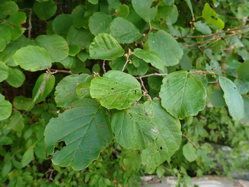 Hamamelis Virginiana