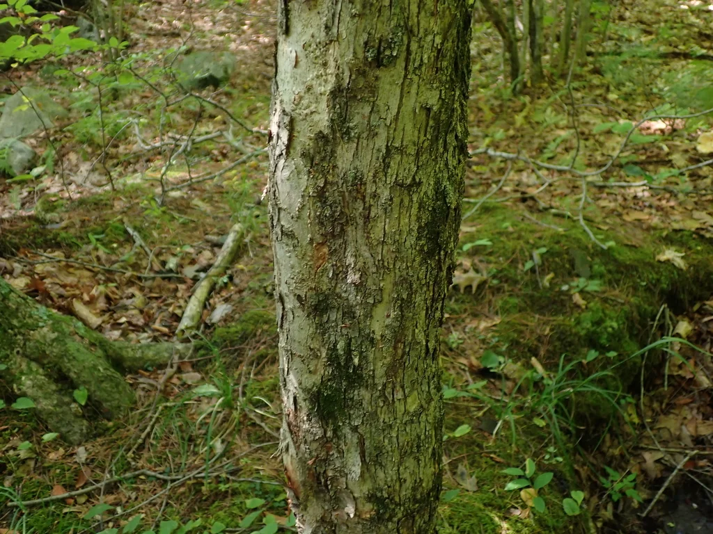 Ostrya Virginiana