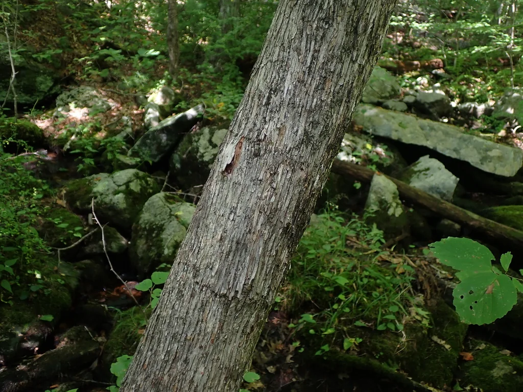 Ostrya Virginiana