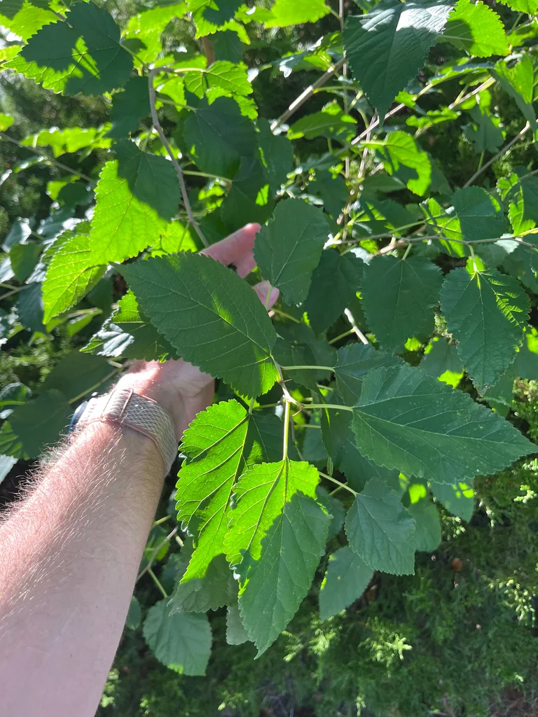 Morus Alba
