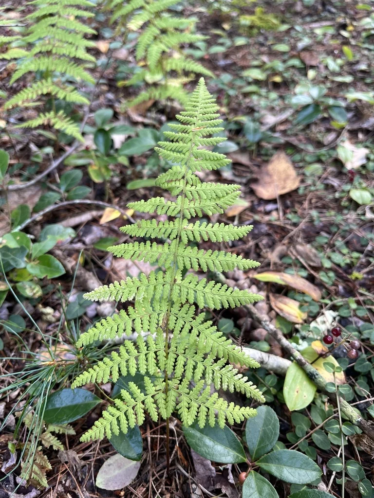 Dennstaedtia Punctiloba