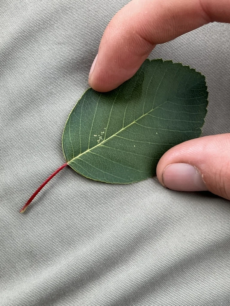 Amelanchier Alnifolia
