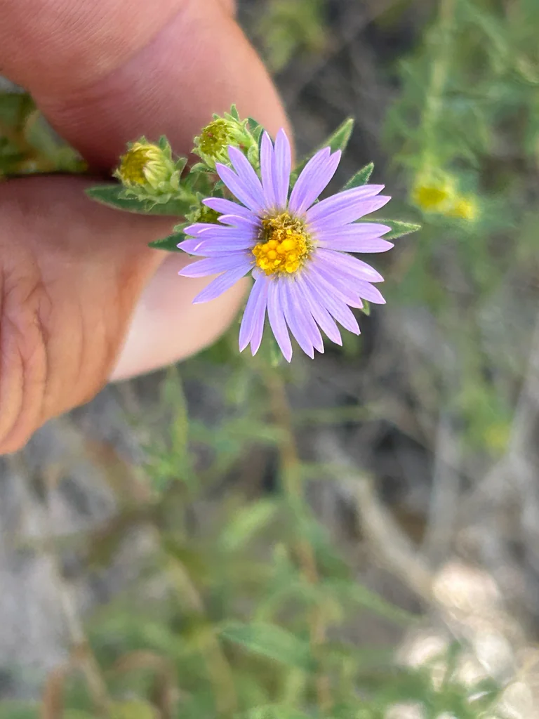 Symphyotrichum Oblongifolium