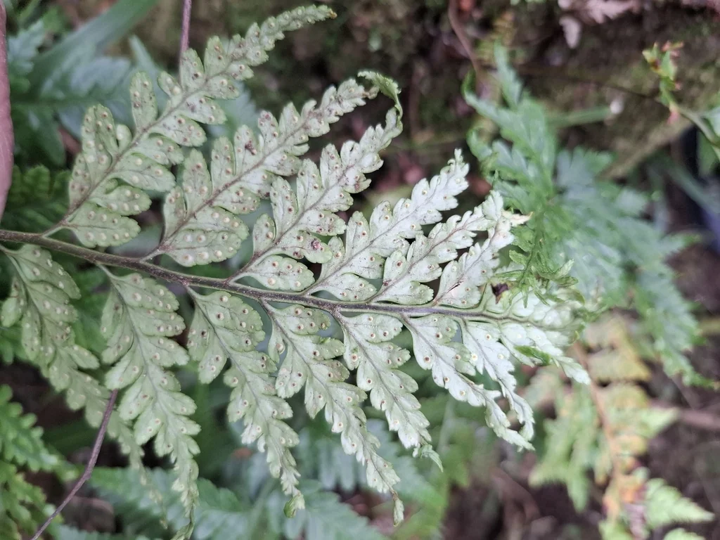 Rumohra Adiantiformis