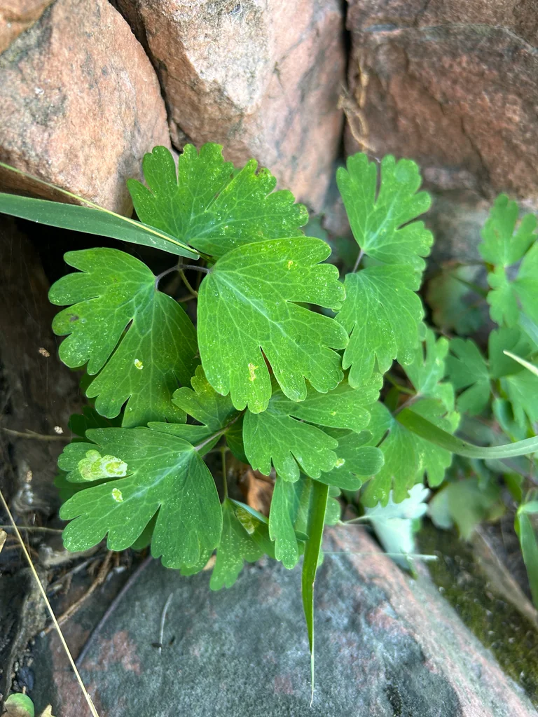 Aquilegia Canadensis