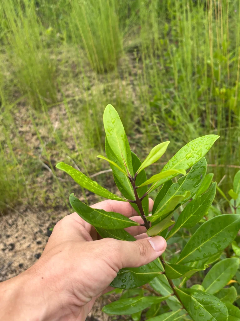 Osmanthus Americanus
