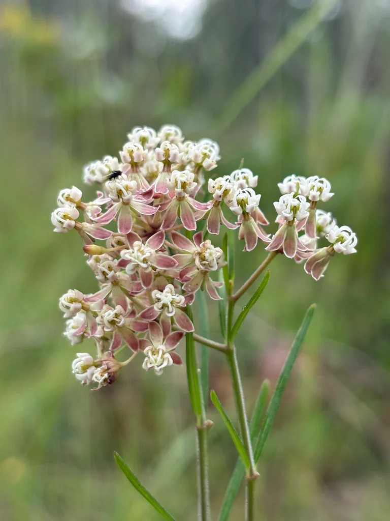 Asclepias Verticillata