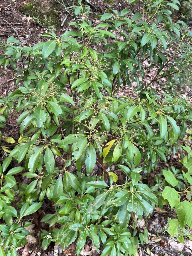 Kalmia Latifolia