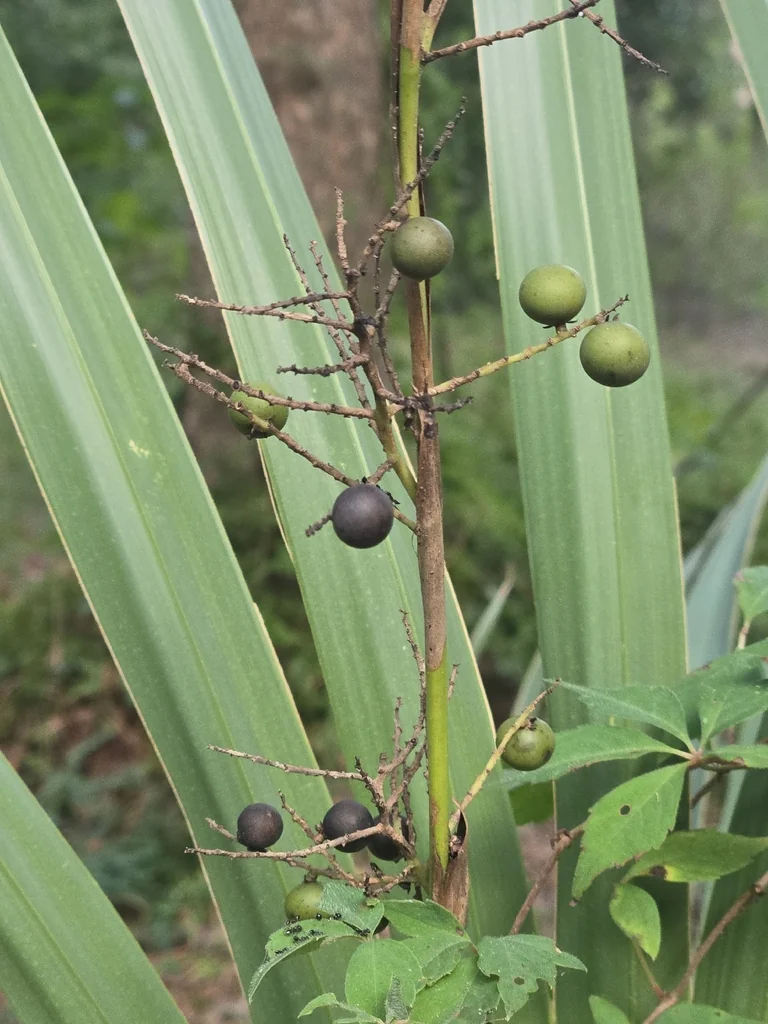 Sabal Minor