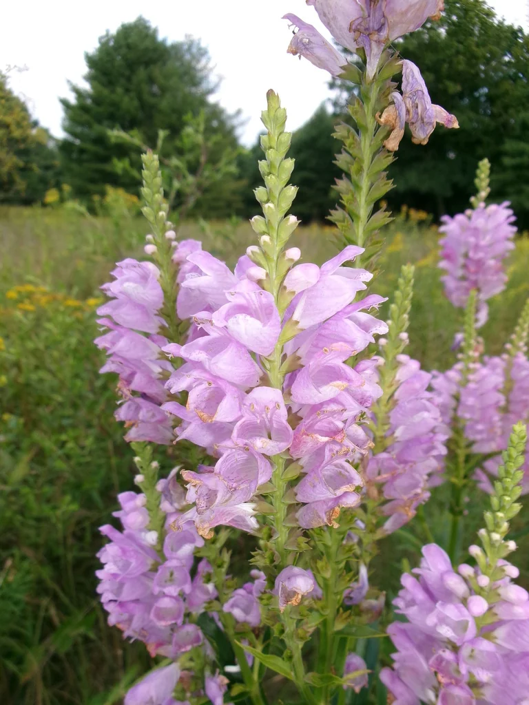 Physostegia Virginiana