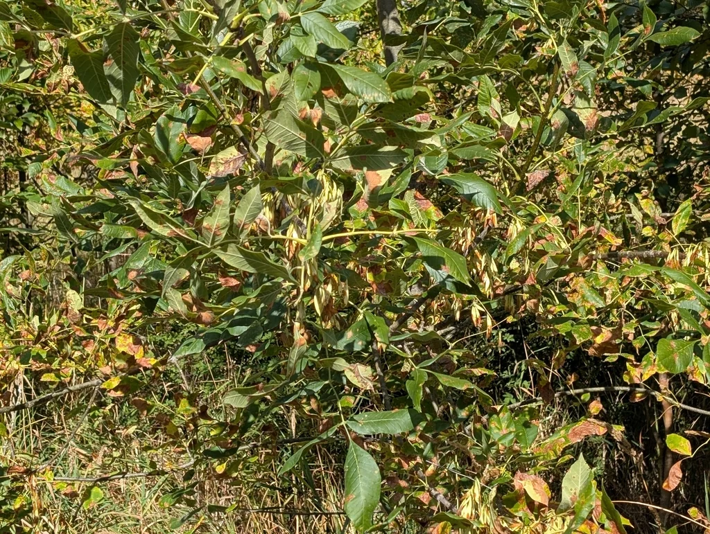 Fraxinus Latifolia