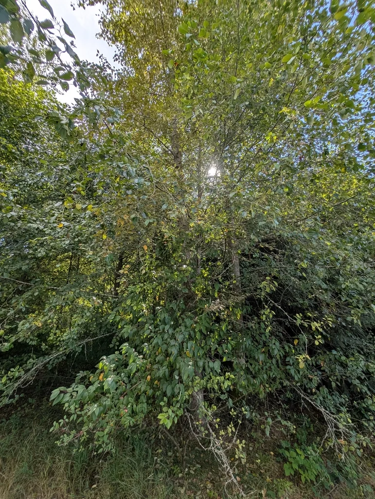 Alnus Rubra