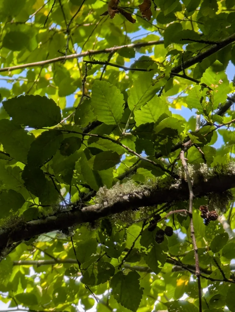 Alnus Rubra