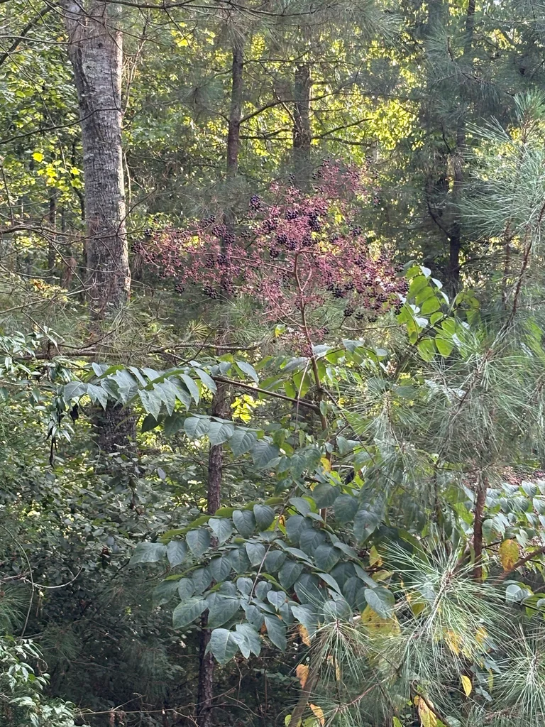 Aralia Spinosa