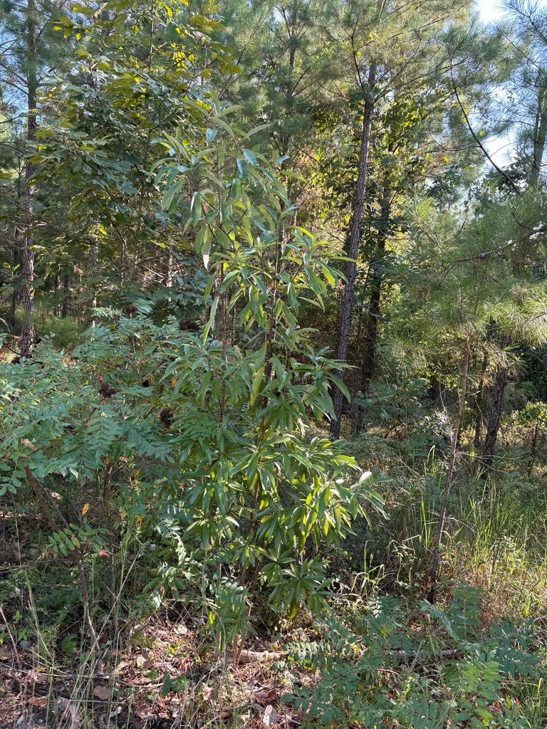 Magnolia Virginiana
