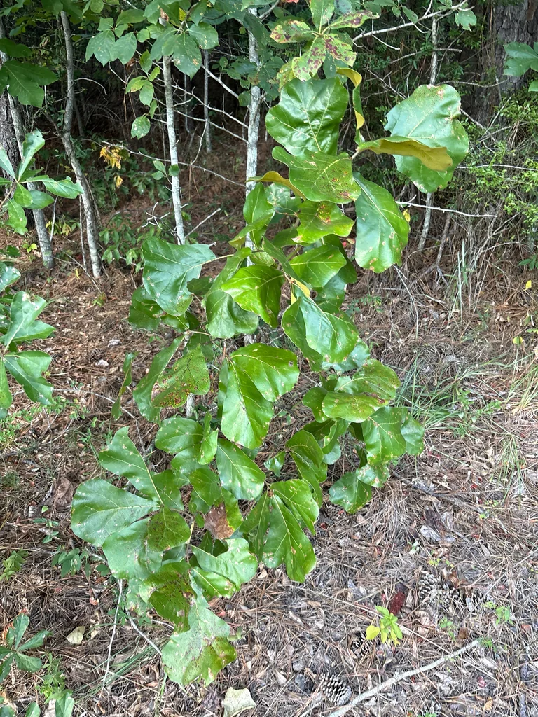 Quercus Marilandica