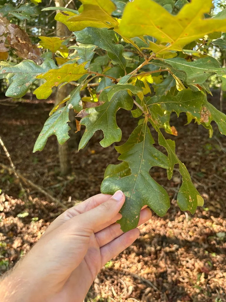 Quercus Stellata