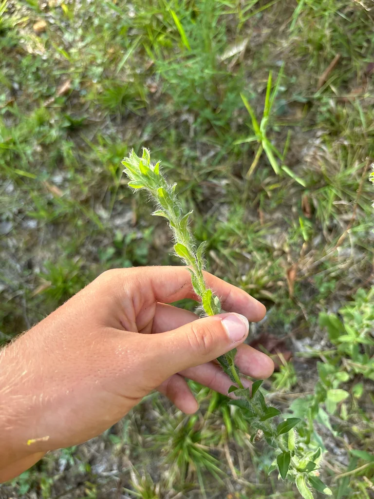 Chrysopsis Mariana