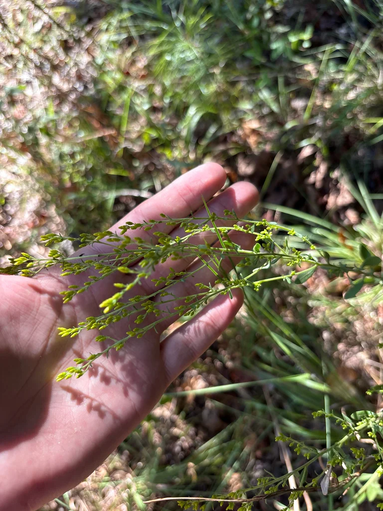 Solidago Nemoralis
