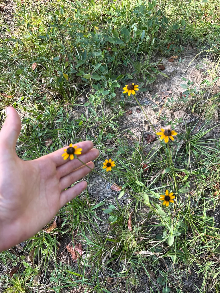 Rudbeckia Fulgida