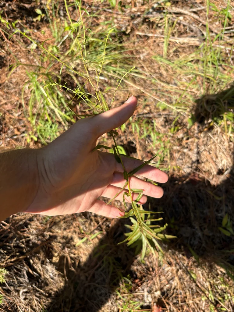 Solidago Odora