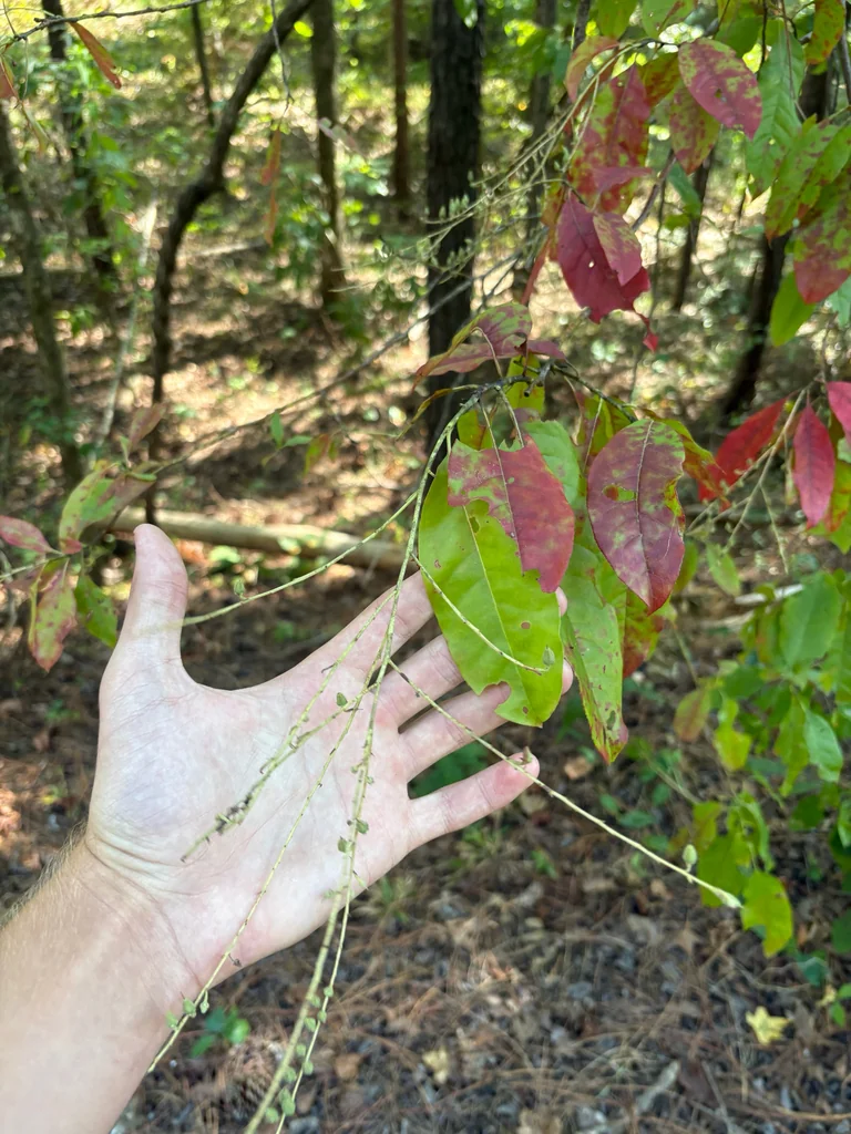 Oxydendrum Arboreum