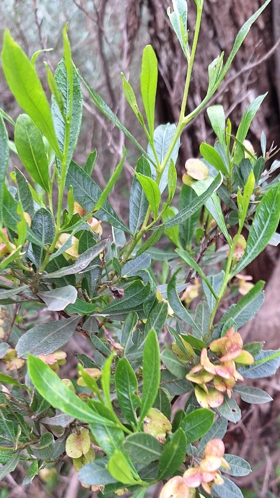 Dodonaea Viscosa