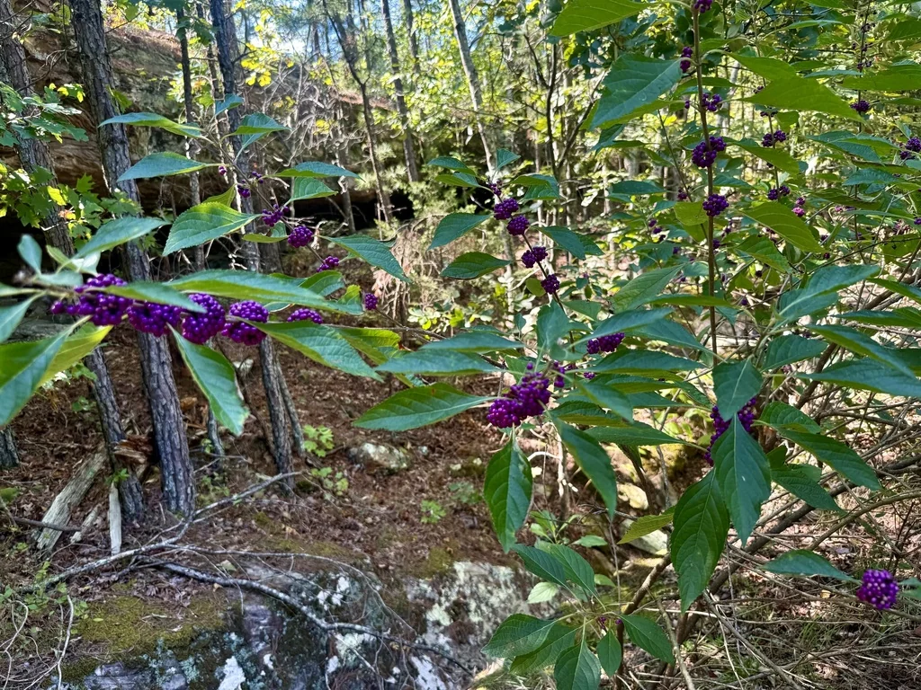 Callicarpa Americana